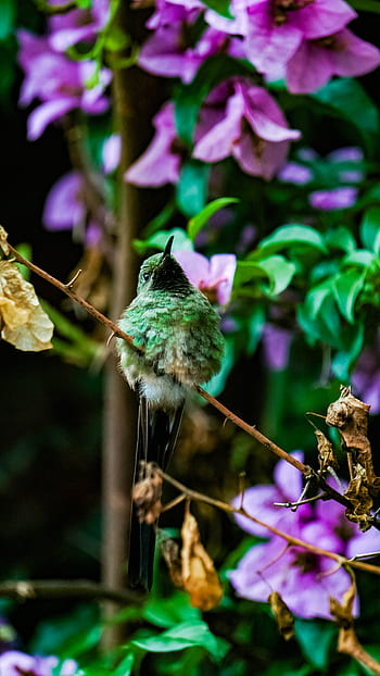 Página 29 | Fotos flor pájaro libres de regalías | Pxfuel