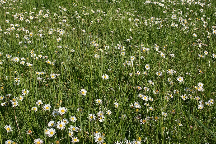 Daisies, Meadow, Nature, summer, green, flower, daisy, grass, photosynthesis, environment