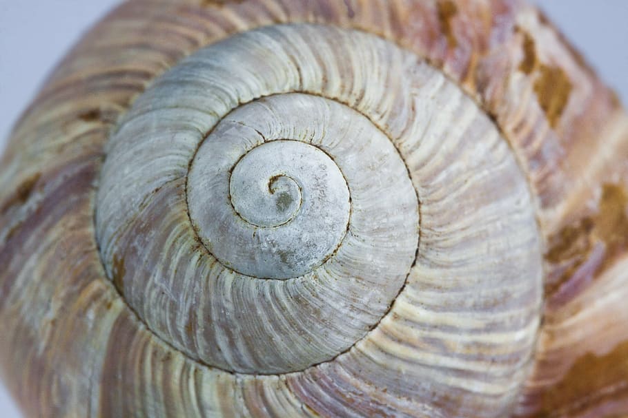 shallow, focus photo, seashell, snail, shell, housing, nature, spiral, macro, animal Shell
