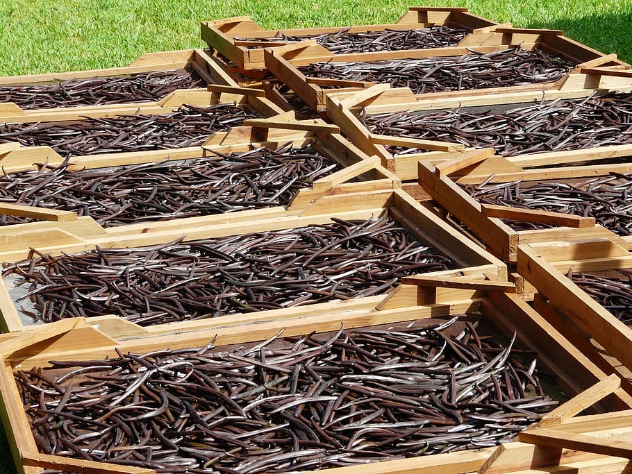 brown, leafs, wooden, frame, Drying, Vanilla Beans, Mauritius, plantation, culture, aroma