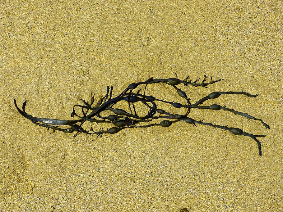 Seaweed, Bladder, Kelp, Algae, Brown, Sea, bladder kelp, algae, brown, plant, water