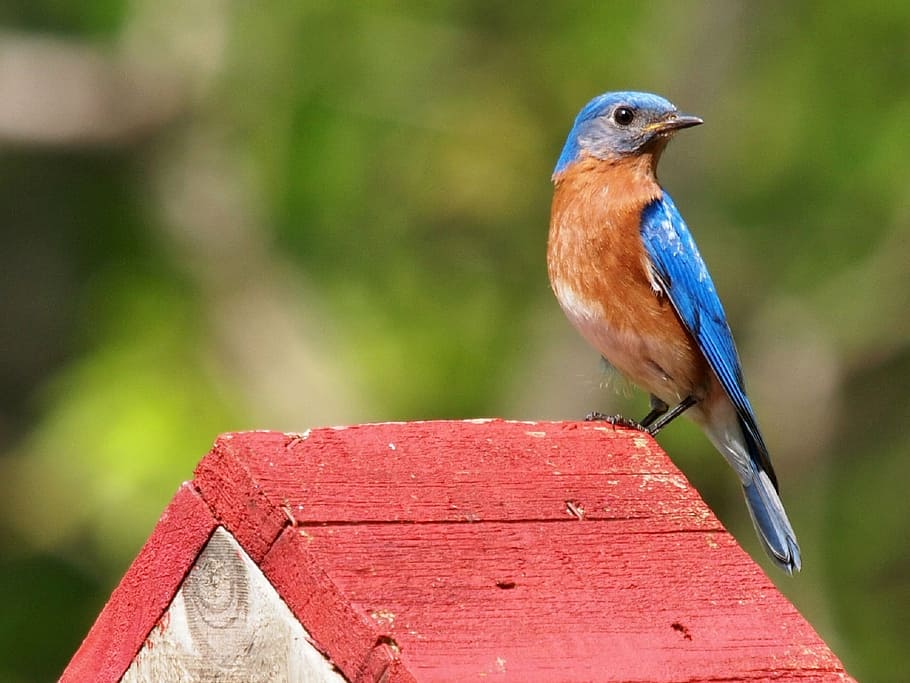 blue, brown, bird, red, white, wooden, house, eastern bluebird, songbird, perched