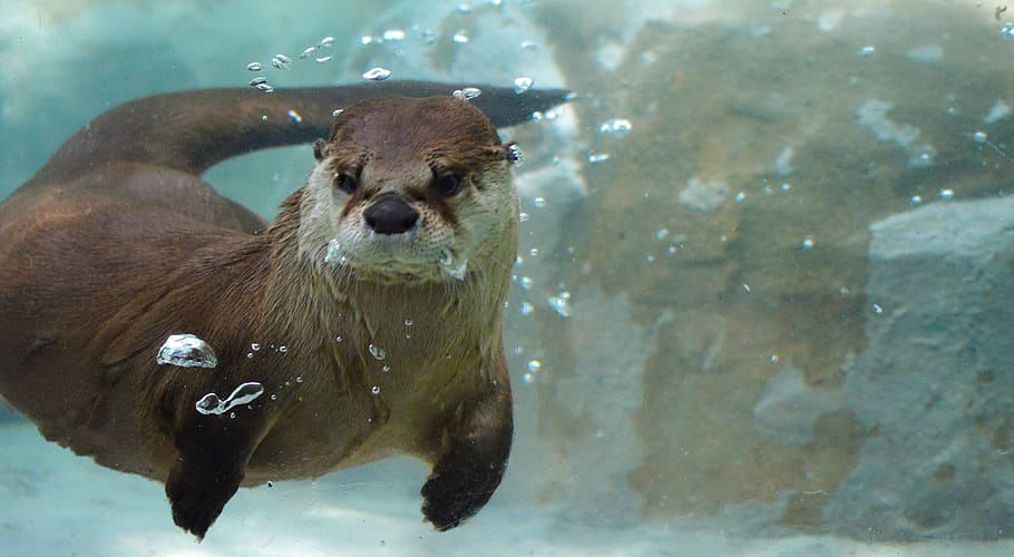 brown sealion, brown, sealion, otter, underwater, mammal, swim, playful, cute, zoo