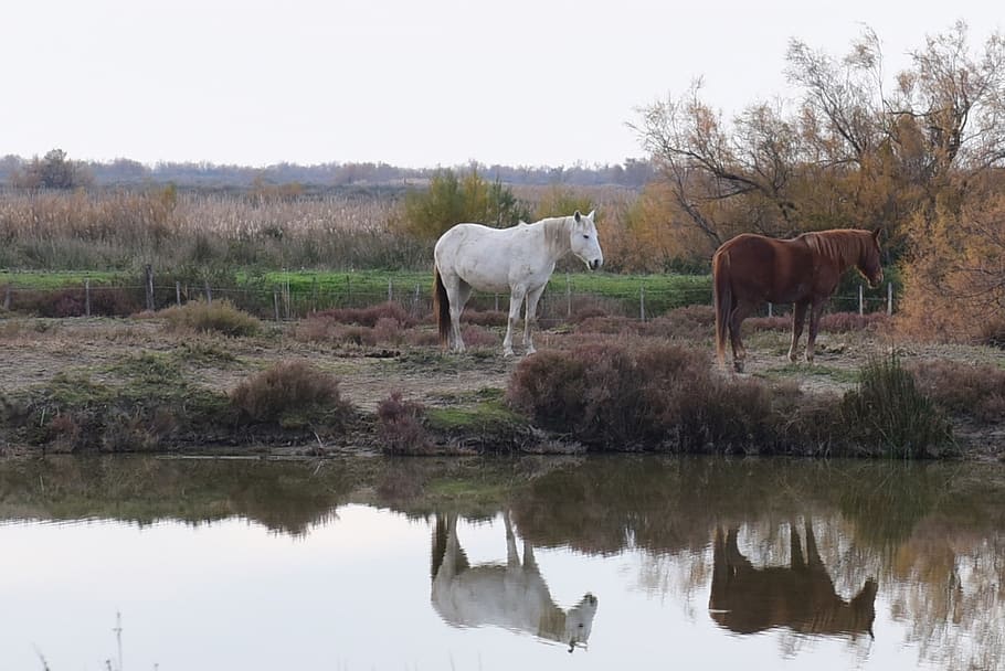 Camargue, France, January, 2017, body of water, reflection, two, horses, water, lake
