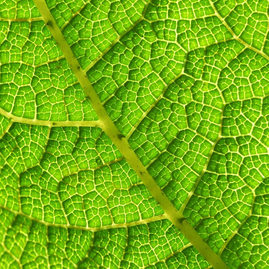 Daun, Struktur, Tekstur, Alam, hijau, tanaman, permukaan, bunga, pola, warna hijau