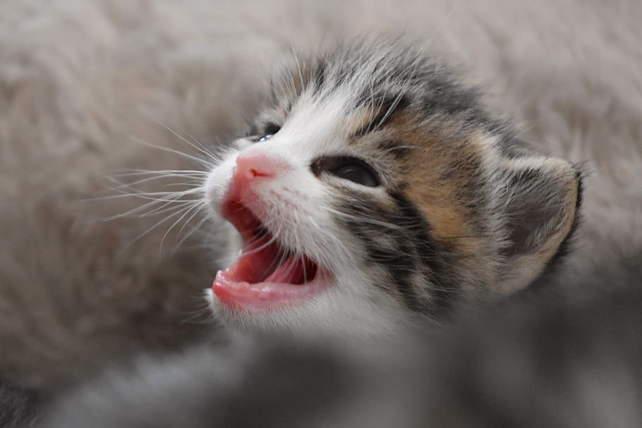 cat baby, cat, kitten, domestic cat, pet, mieze, cute, mammal, sweet, without teeth