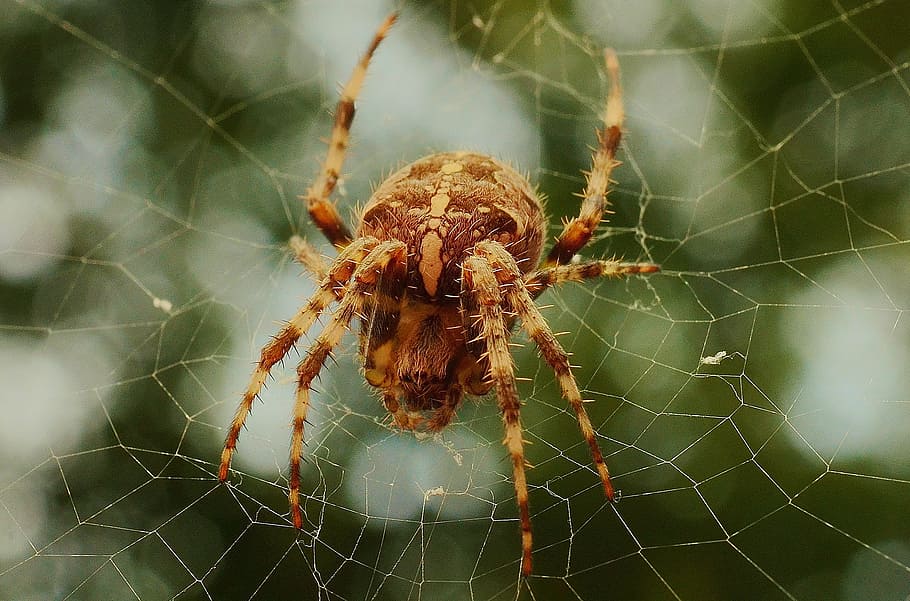 fechar, foto, marrom, aranha do celeiro, celeiro, aranha, web, teia de aranha, um animal, temas de animais
