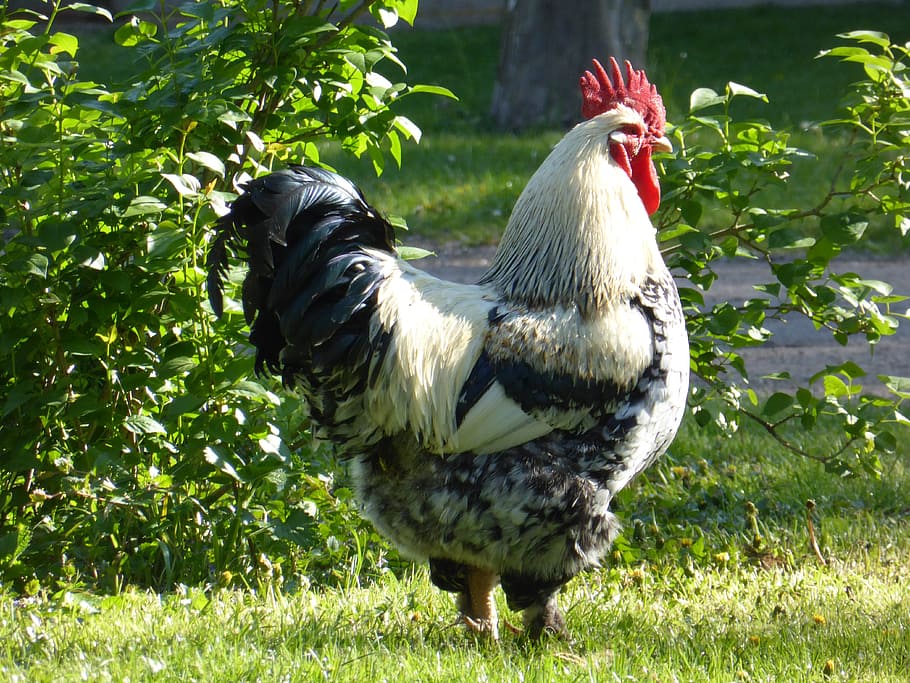 white, black, rooster, green, leafed, plants, daytime, hahn, bird, poultry
