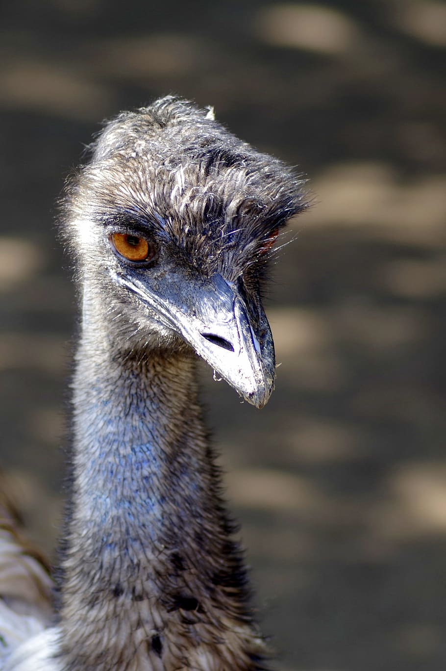 avestruz, emú, pájaro, pico, ojo, la cabeza del animal, ojos grandes,  picotear, ojos, primer plano | Pxfuel