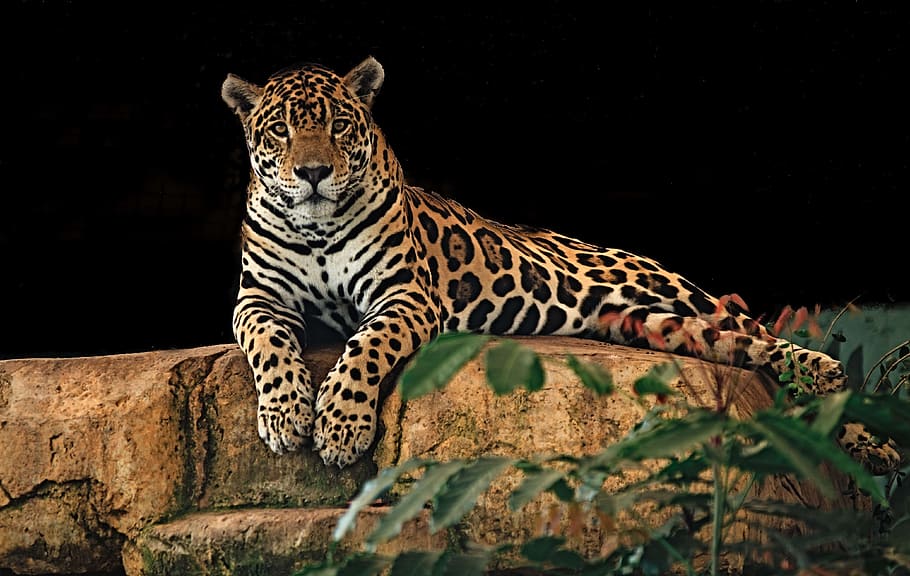 leopardo, hormigón, piedra, jaguar, descansando, roca, depredador, gato, grande, salvaje