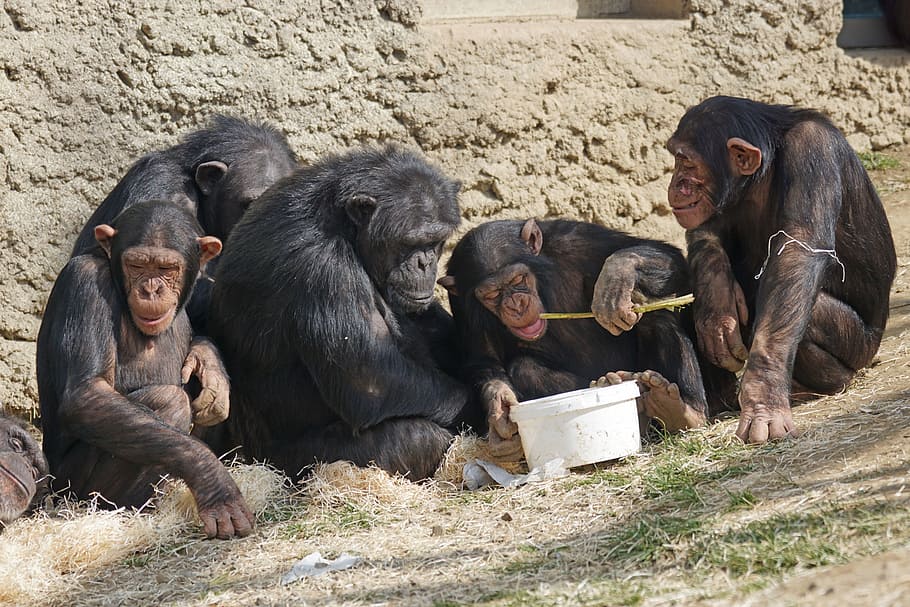 cinco, negro, monos, sentado, pared, durante el día, chimpancés, primates, simios, relajarse