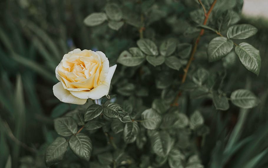 selected, focus photo, yellow, rose, green, leaf, plant, nature, blur, flower