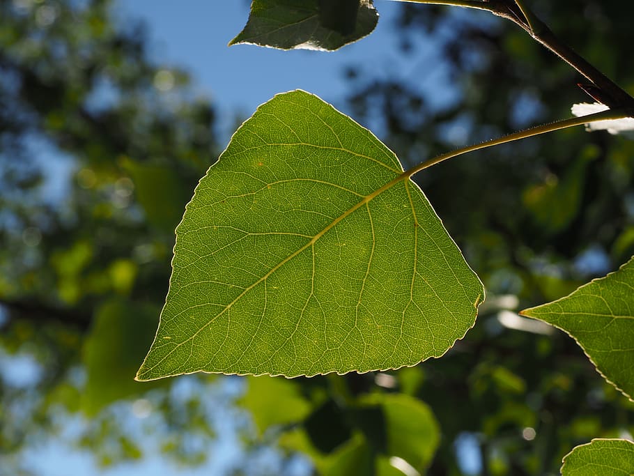 hoja, hoja de álamo, venas de las hojas, árbol, verde, naturaleza, en forma de corazón, álamo negro, populus nigra, árbol saar