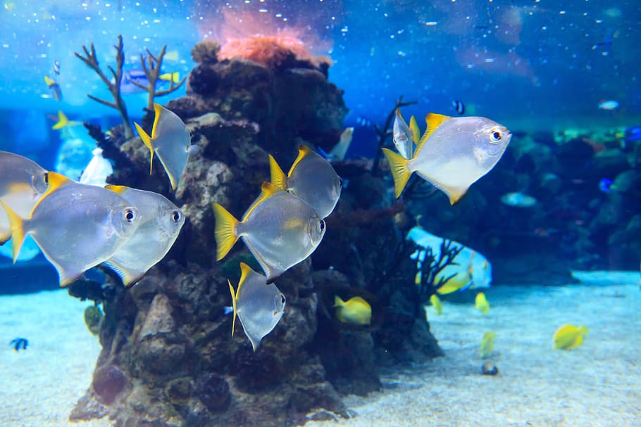 blanco, amarillo, pez de agua salada, pez plateado, pez en, acuario, animal, animales, azul, coral