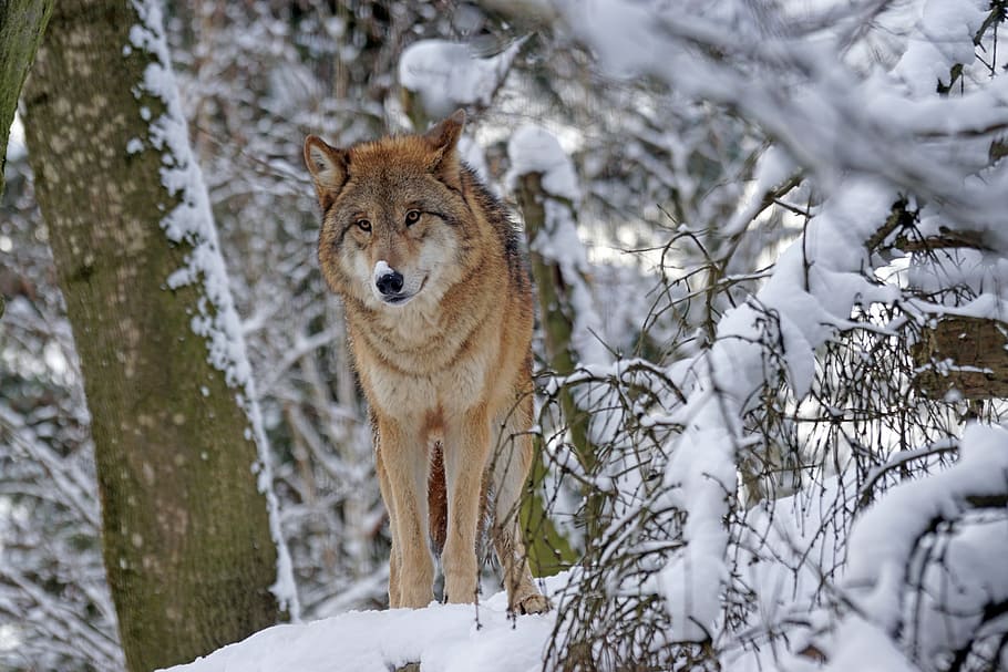 brown, wolf, standing, ground, covered, snow, mongolian, mongolian wolf, predator, wildlife photography