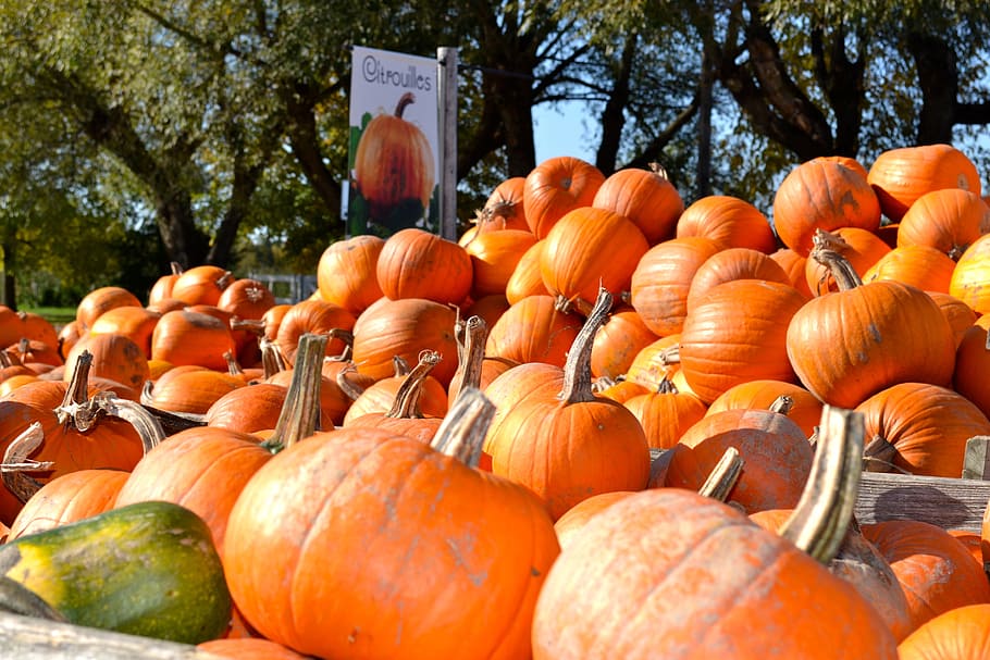 pumpkin, pumpkin patch, autumn, fall, orange, halloween, harvest, farm, october, squash