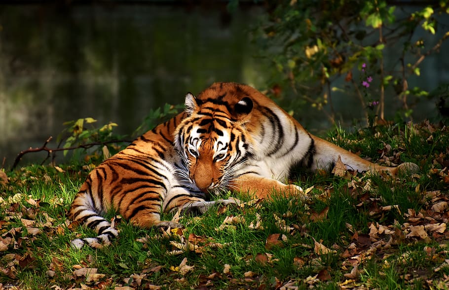 tigre, depredador, pelaje, hermoso, peligroso, gato, fotografía de vida silvestre, mundo animal, tierpark hellabrunn, munich