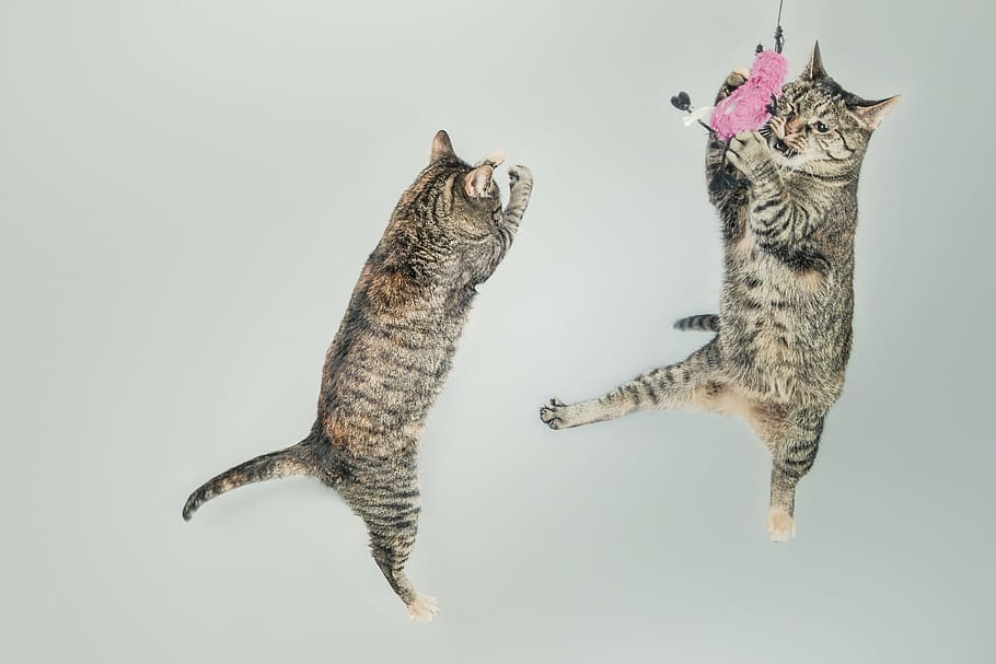 two, brown, cats, jumping, tabby, pets, animals, mid-air, flying, studio shot