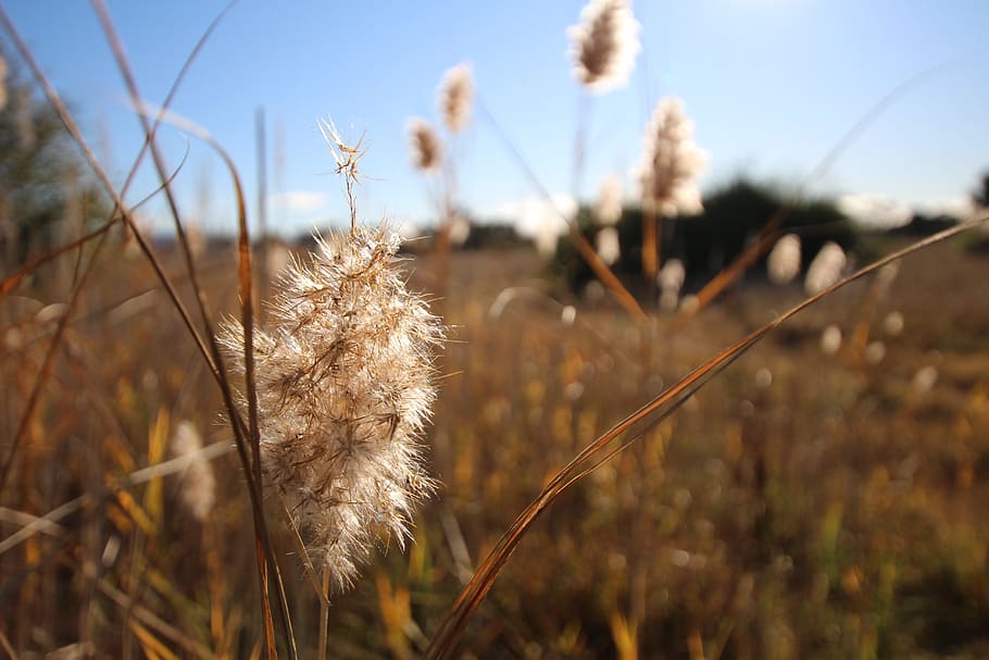 fields, dry grass, blue sky, dry, reed, landscape, autumn, seeds, fruffy, canberra