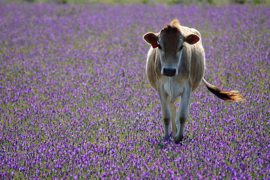 cow, flowers, pasture, purple, violet, beef, animal themes, animal, one animal, flower