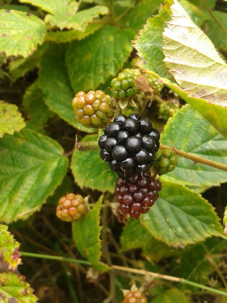 blackberry, beri, buah, semak, beri mentah, makanan, makanan sehat, makanan dan minuman, bagian tanaman, daun