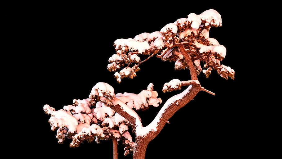 pine, snow, winter, nature, landscape, snowflakes, night-time, night, korea, this type