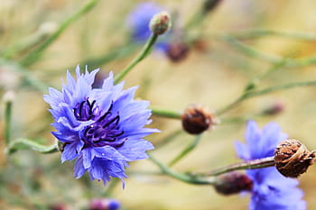 青い野生の花写真 Pxfuel