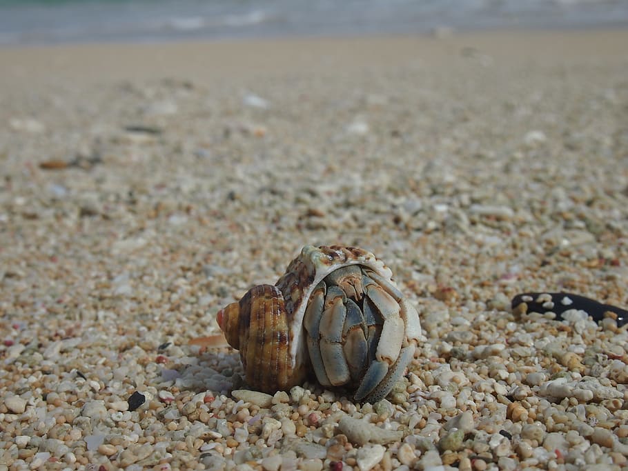 Hermit Crab, Yoron, Sea, Beach, crab, sea, beach, sand, animal Shell, nature, coastline