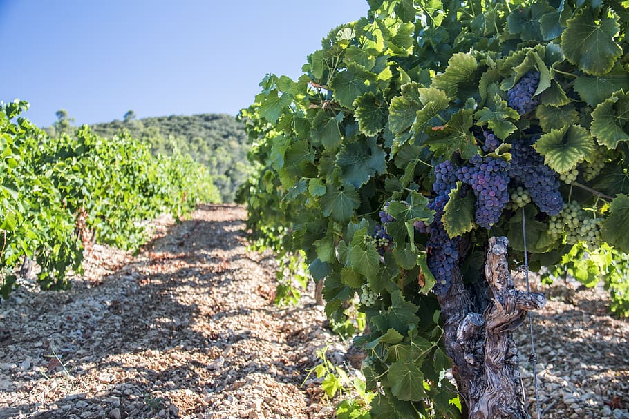 viñedos, vid, uva, otoño, viticultor, colina, ceps, planta, crecimiento, naturaleza