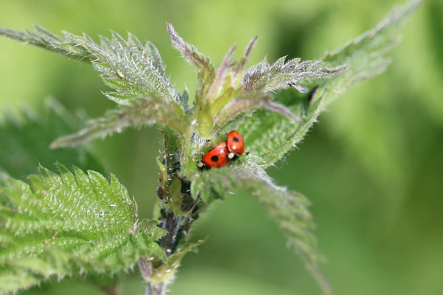 Ladybird, two, lady, bugs, leaf, insect, invertebrate, animal themes, animal wildlife, animal