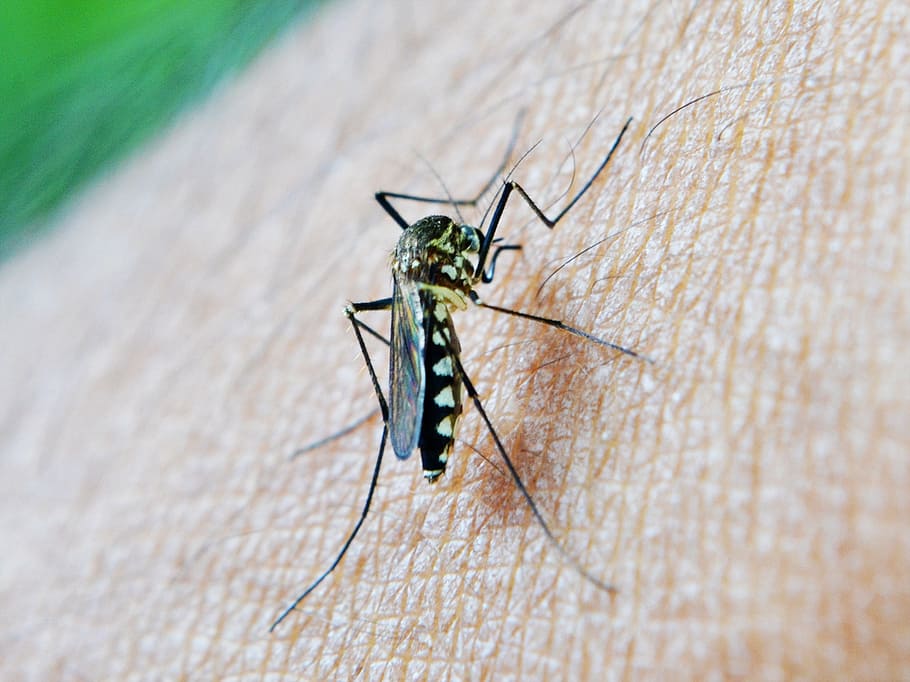 black, white, mosquito close-up photography, mosquito, bite, decease, malaria, sri lanka, mawanella, ceylon