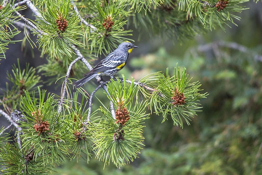 bird, perched, tree, yellow-rumped warbler, wildlife, nature, portrait, branch, pine, animal