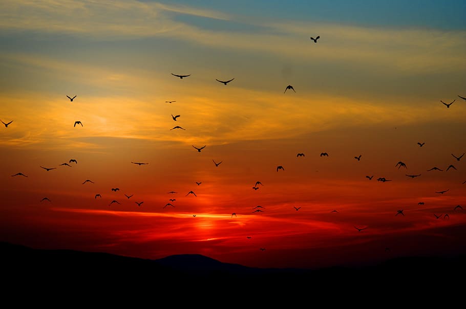 rebaño, silueta, pájaros, volador, puesta de sol, cielo, colorido, colores, naranja, fauna