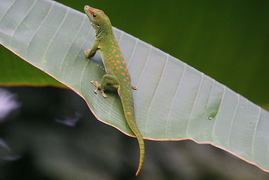 green, banana leaf, Lizard, Scale, Madagascar Day Gecko, one animal, animal wildlife, animal themes, animals in the wild, green color