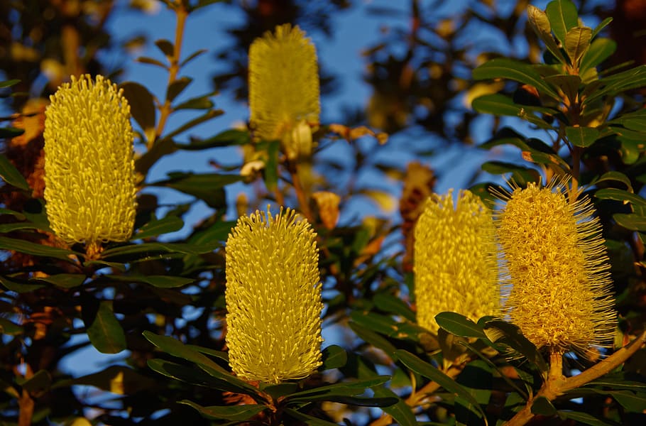 coastal banksia, banksia, flowers, tree, blooms, yellow, candle-stick, native, queensland, australia