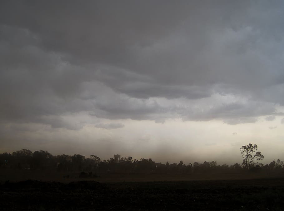trees, dark, clouds, storm, ominous, violent, low, wind, dust, escalating