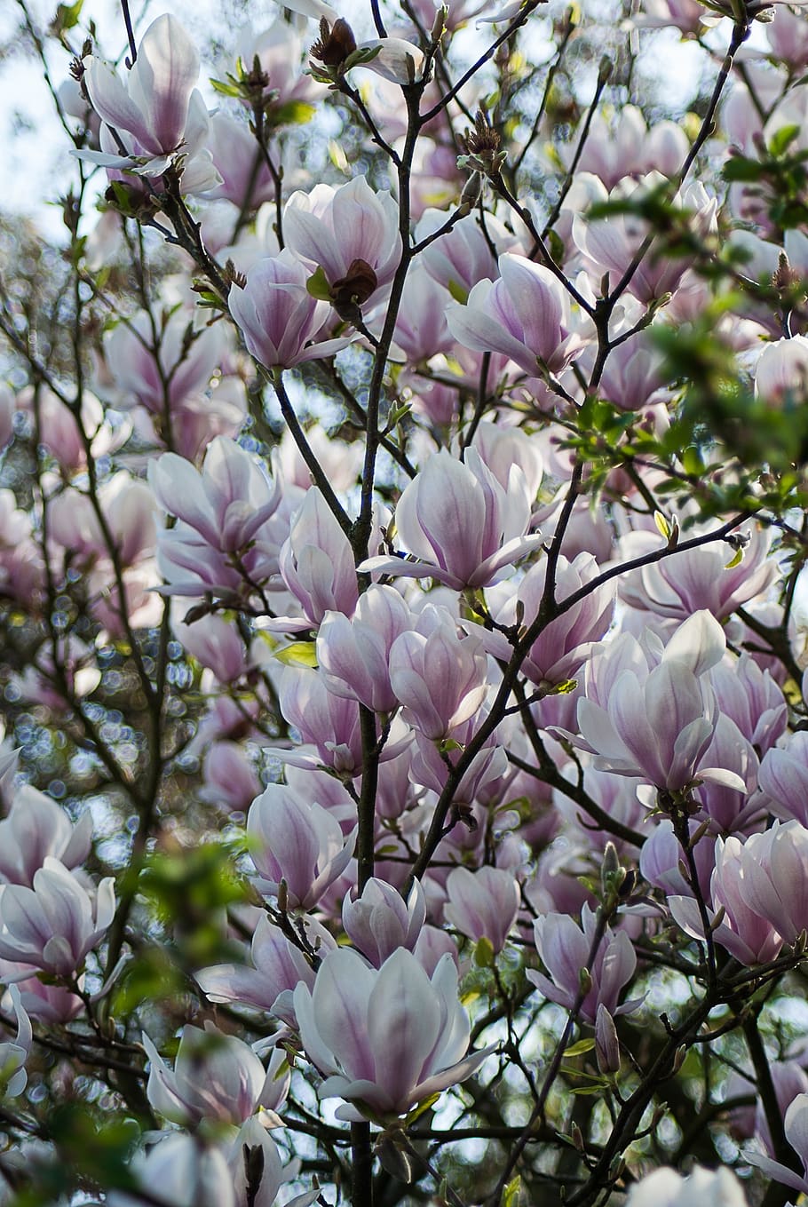 magnolia, blossom plant, nature, garden, sheet, flowering, germ, flowering plant, flower, beauty in nature