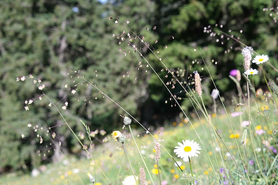 shallow, focus photography, white, common, daisy flowers, quaking grass, briza media, grass, ordinary, licorice