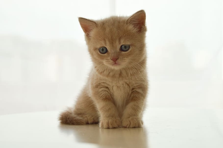 orange tabby kitten, kitten, british cat, pet, cute, cat, sweet, little, domestic Cat, pets
