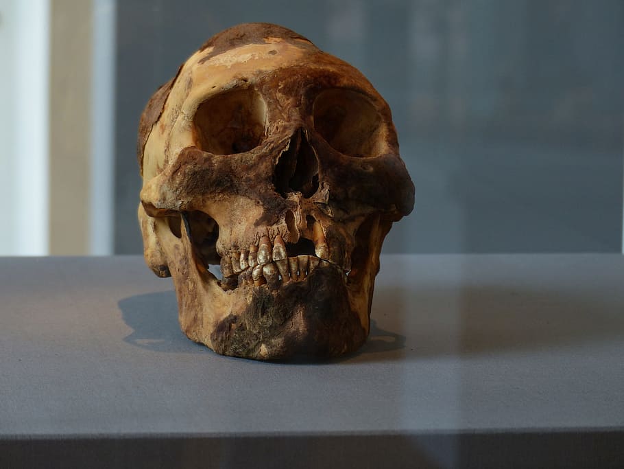 Resultado de imagem para human skull