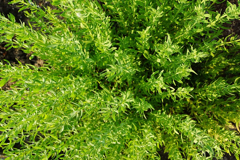 Thyme, Herb, Nature, Garden, summer, plant, blossom, bloom, meadow, aromatic herbs