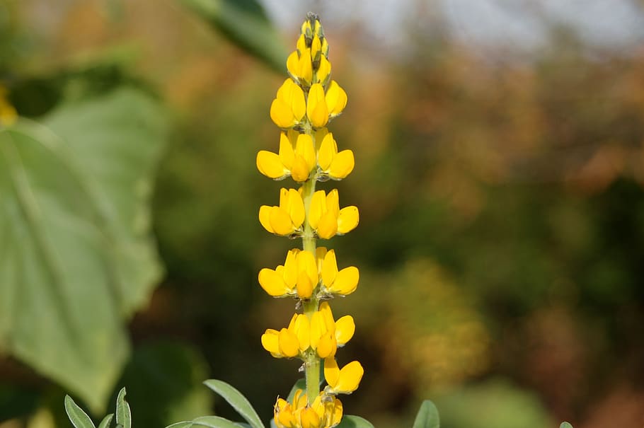 nature, plant, leaf, flower, at the court of, lupine, flowering plant, yellow, freshness, vulnerability