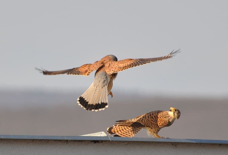 two, peregrine falcons, perched, white, wall, kestrels, birds, wildlife, predators, young