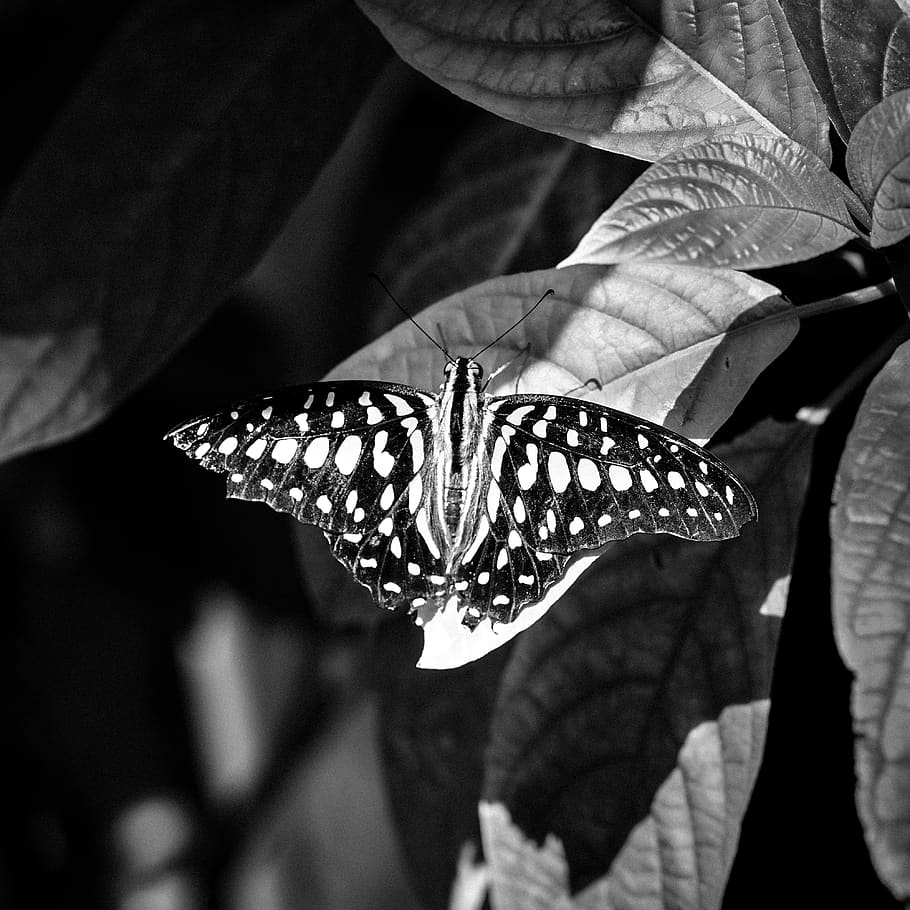 butterfly, insect, nature, monochrome, houston cockrell butterfly center, houston museum of natural science, hmns, graphium agamemnon, black butterfly white spots, leaf