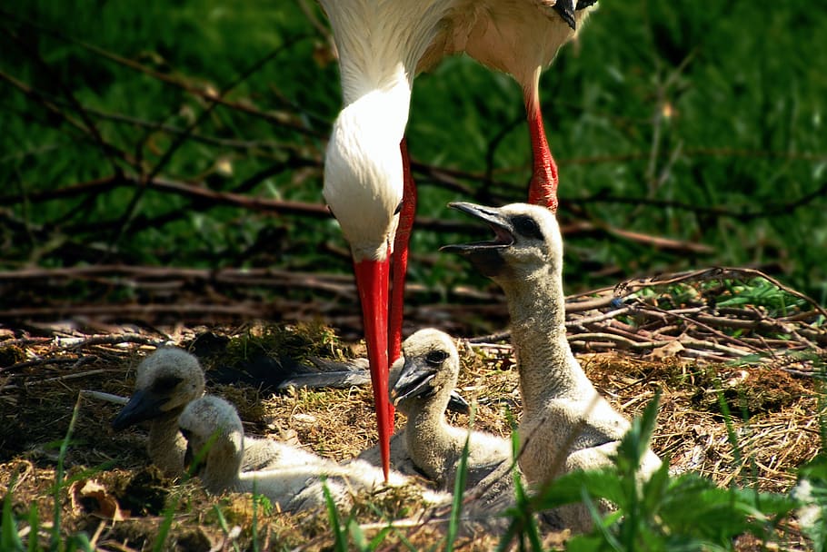 stork, bird, chicks, baby, nature, nest, birth, animal world, rattle stork, feather