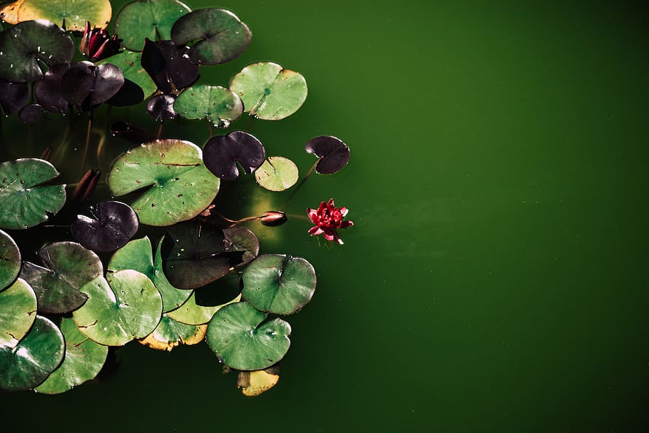 water, green, leaf, plant, waterlily, flower, plant part, green color, lake, water lily