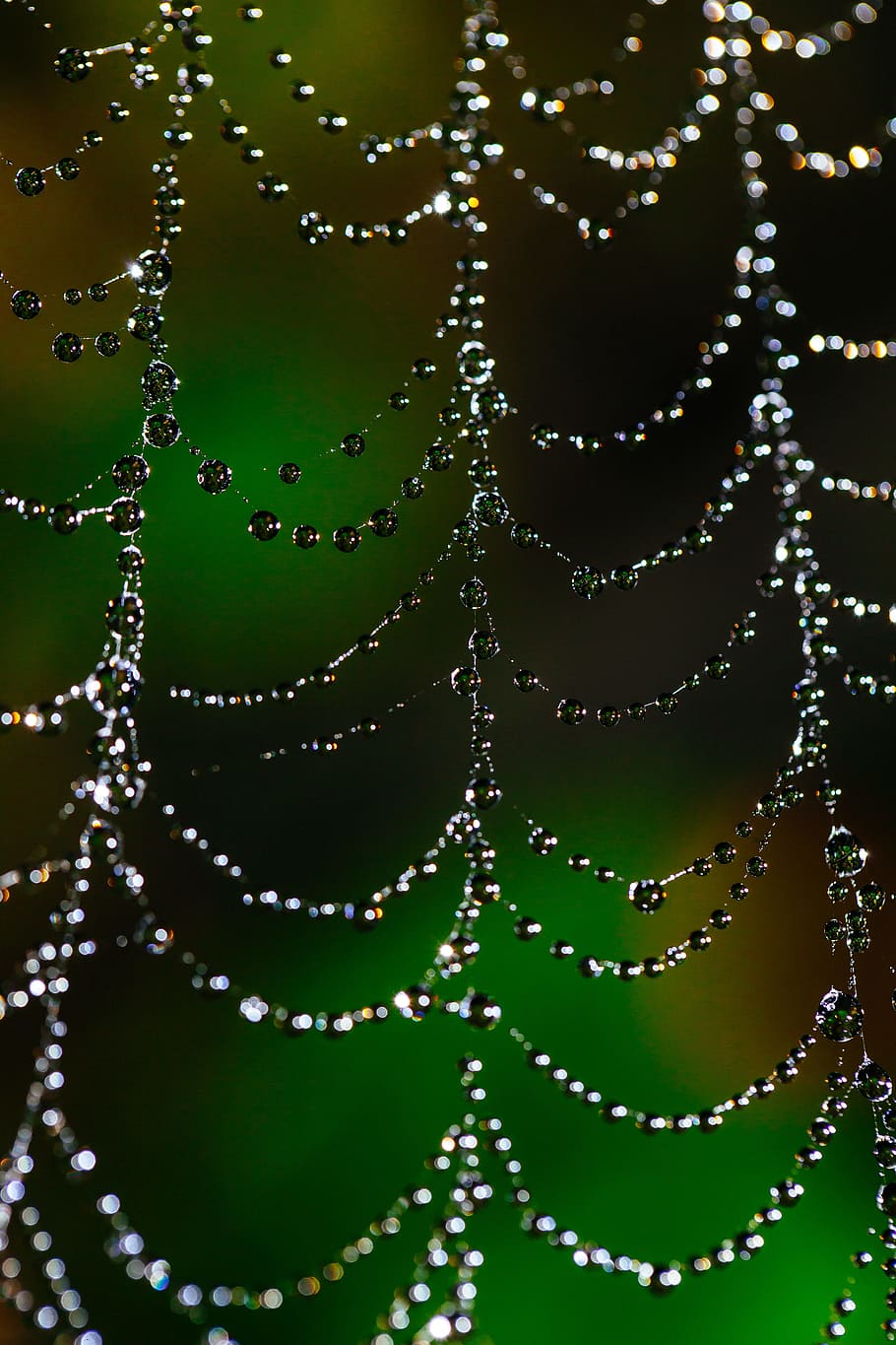 spider web, bokeh, dew, web, nature, spider, insect, cobweb, pattern, net