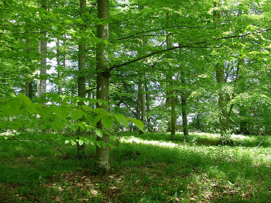 Forest, Nature Park, nature, forests, hiking, tree, schönbuch, beech wood, book hain, forestry
