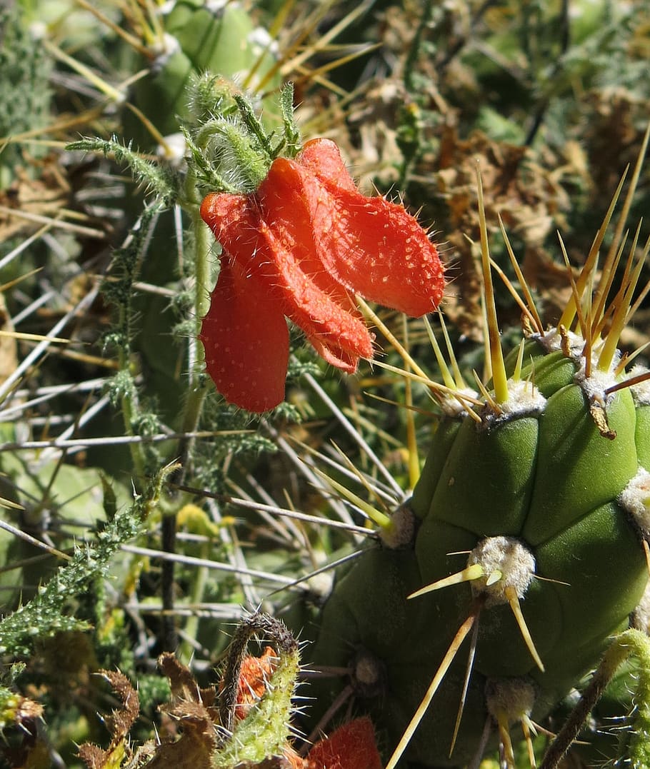 pink, tender, unshaven, bell flower pink, andes, colca canyon, peru, plant, growth, red