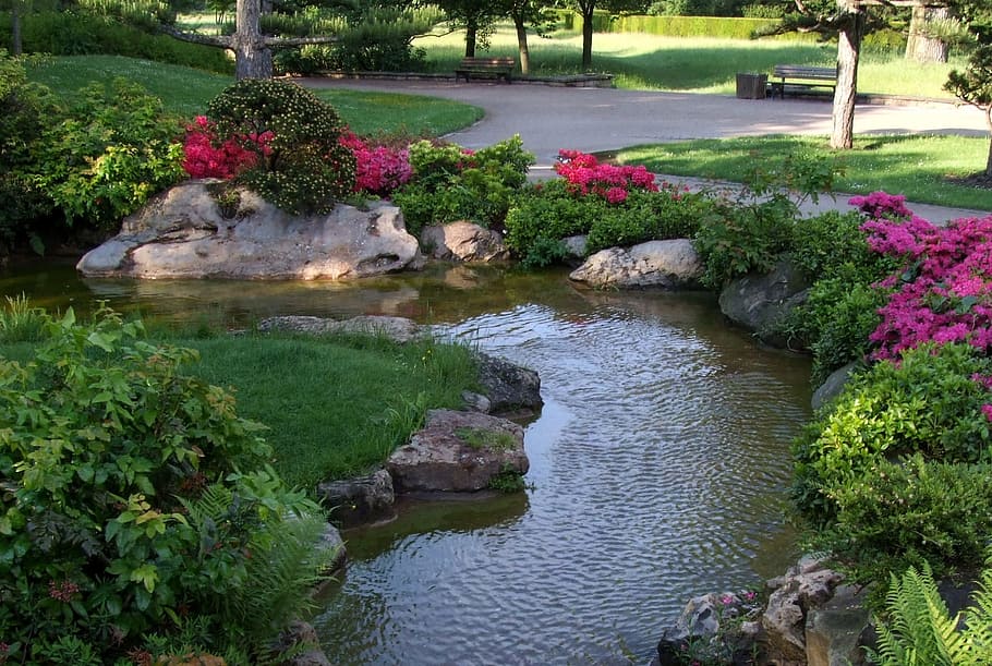 estanque, rodeado, plantas, paisaje, jardín japonés, düsseldorf, parque norte, parque, flores, primavera